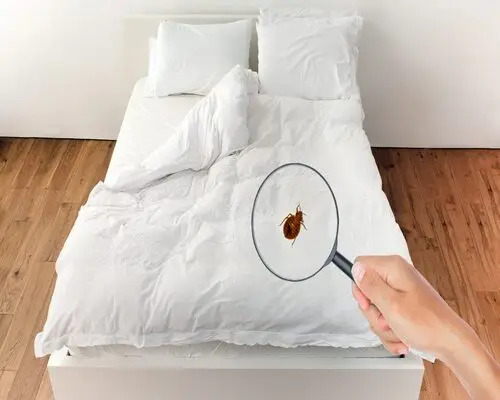 Bed Bugs mattress