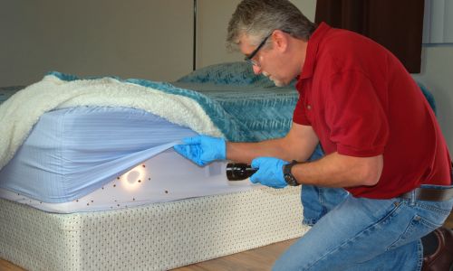 Bed Bug Junk Removal