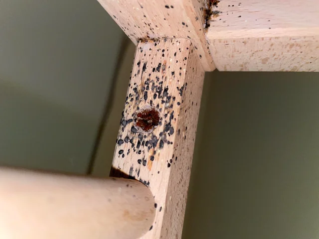 Signs Your Furniture Has Bed Bugs