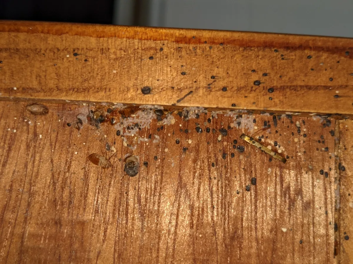 bed-bug-furniture-removal-in-lincoln-park-il