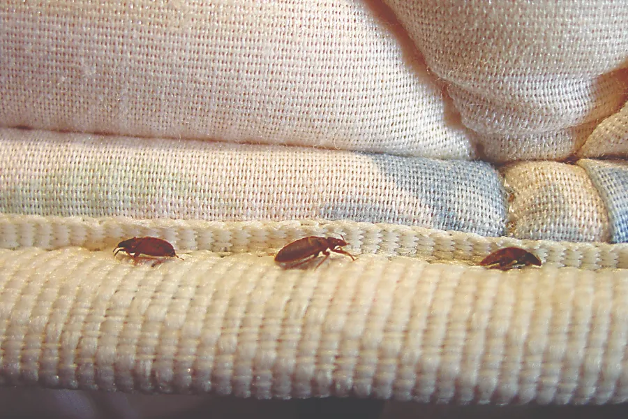 UV light and bed bugs: can UV light actually kill them?